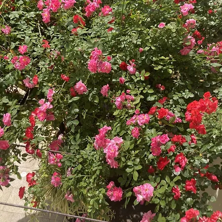 Bed & Breakfast La Maison Des Augustins 4 Stars Et Fitness